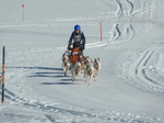 EM Schlittenhunderennen 2017 Inzell.
